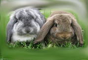 conejos-juntos