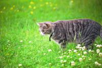 gato-acecha-hierba