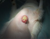 tumor mamario gata