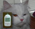 Gato con diabetes