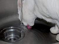 Gato aprovecha para beber cuando abren el fregadero.