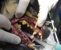 Dentadura canina con abundante placa y gingivitis