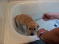 Enseñando a bañarse al cachorro en la bañera