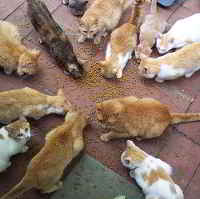 Programa de alimentación de una colonia de gatos.