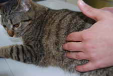 Palpando las costillas de un gato para medir su condicion corporal