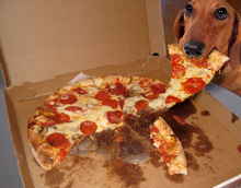 Perro comiendose una pizza