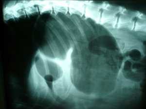 Típica radiografía de un perro con torsión de estómago.