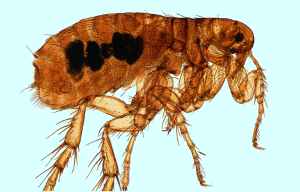 Imagen de una pulga adulta
