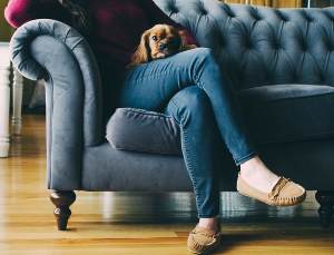 Educar a un perro para subir al sofa